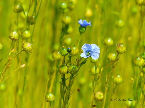 Seed and flowers